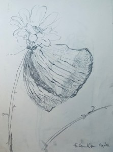 Butterfly On A Daisy (2006), pencil, paper, art, drawing, sketch, #ValentinesDay, #ValentinesDay2020,
